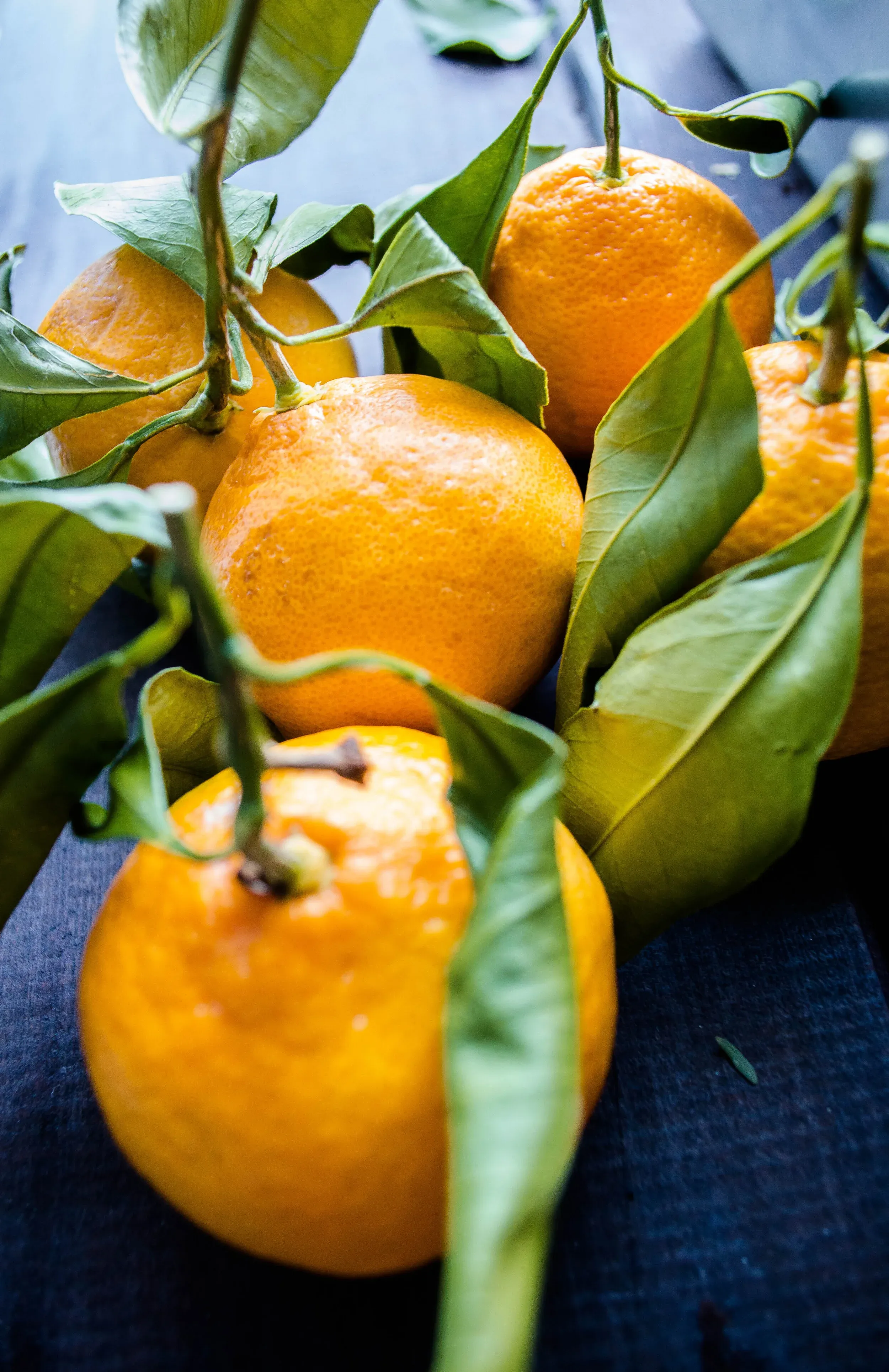 Angled close-up of four vibrant whole clementines still attached to a branch with glossy green leaves